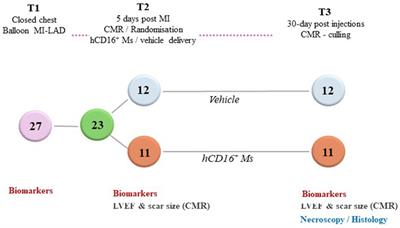 Intramyocardial immunomodulation with human CD16+ monocytes to treat myocardial infarction in pig: a blind randomized preclinical trial